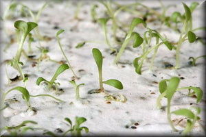 STOCKINGS - PLANTABLE GREETING CARD