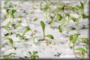 CONGRATULATIONS - PLANTABLE SEED CARD