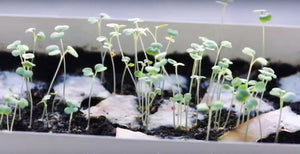 SEAL (RÓN) - PLANTABLE SEED CARD
