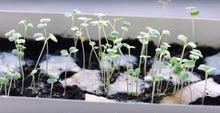 Load image into Gallery viewer, IT&#39;S A GIRL - PLANTABLE SEED CARD
