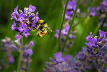 Load image into Gallery viewer, YOU ARE THE BEES KNEES - PLANTABLE SEED CARD
