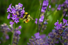 Load image into Gallery viewer, CAN&#39;T WAIT TO WATCH YOU GROW - PLANTABLE SEED CARD
