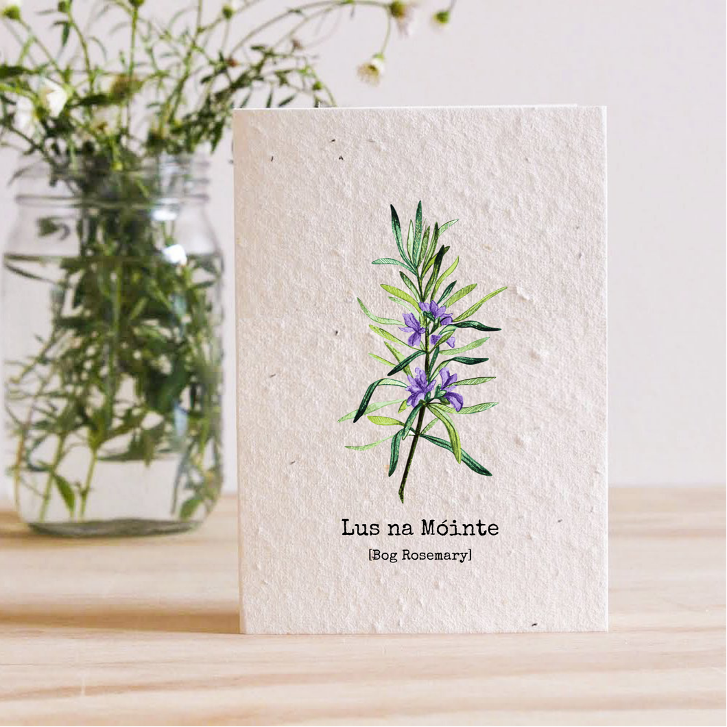 LUS NA MÓINTE - BOG ROSEMARY - PLANTABLE SEED CARD