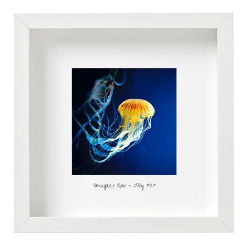 Jelly Fish - Smugairle Róin