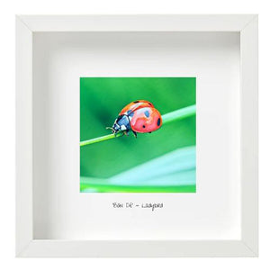 Ladybird - Bóin Dé