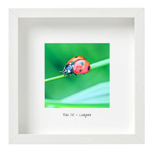 Ladybird - Bóin Dé