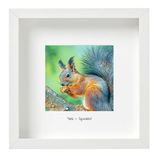 Squirrel - Iora