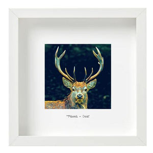 Irish Deer - Fianna
