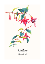 Load image into Gallery viewer, Fiúise - Fuchsia
