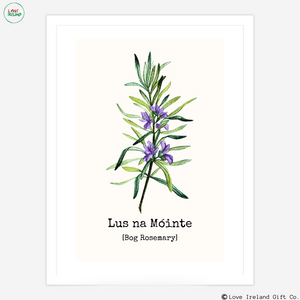 Lus na Móinte - Bog-Rosemary