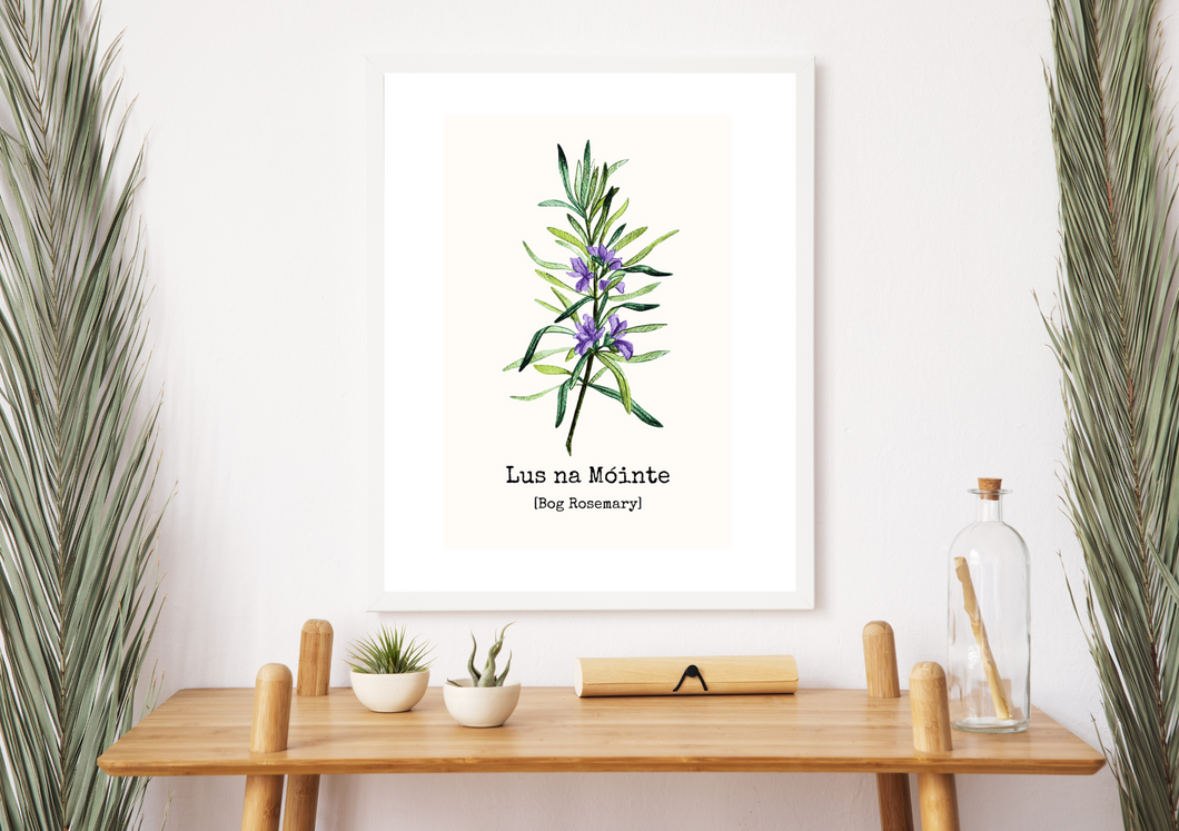 Lus na Móinte - Bog-Rosemary